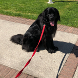 Entry image for Gus