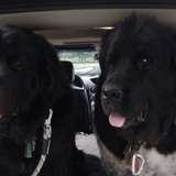 Entry image for Hanz and Belle