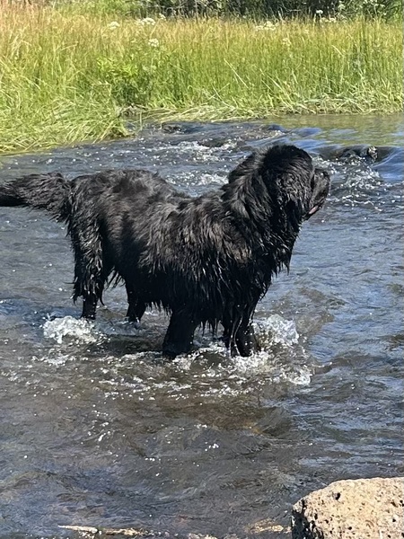 Baloo