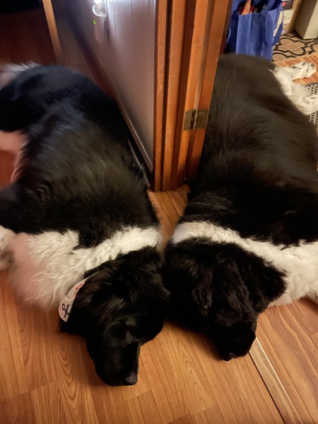 Dakota and Zeus