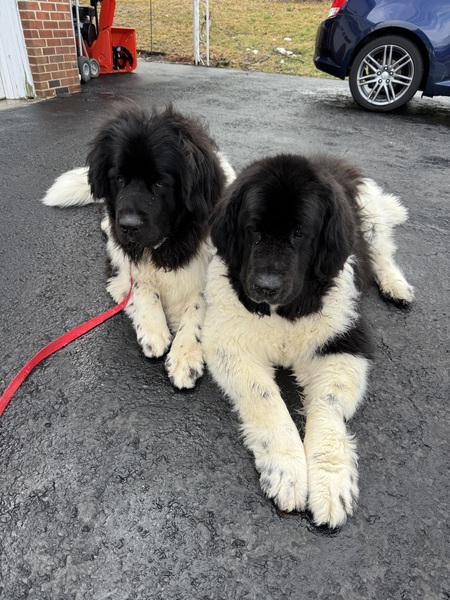 Dakota and Zeus