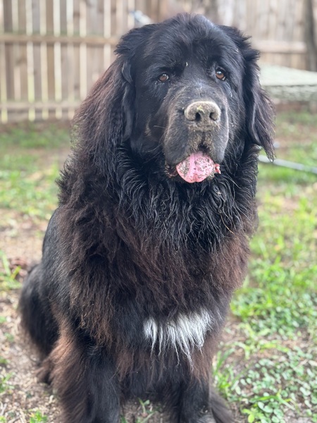 Entry image for Mabel . Clicking this image will show a larger photo