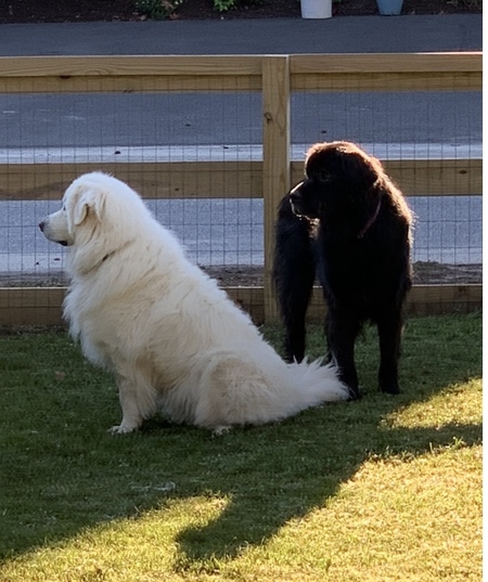 Entry image for Tucker and his sister Gracie. Clicking this image will show a larger photo