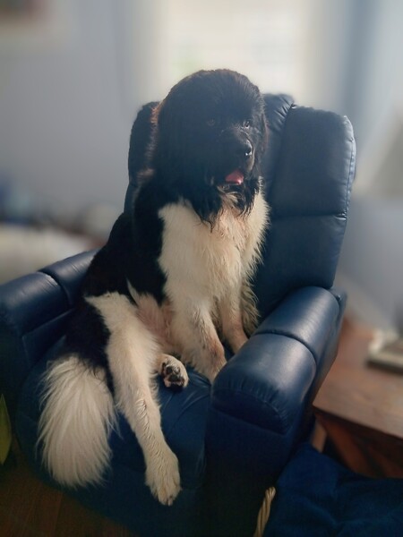 Entry image for Samson. Clicking this image will show a larger photo