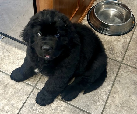 Entry image for Baby Baloo. Clicking this image will show a larger photo