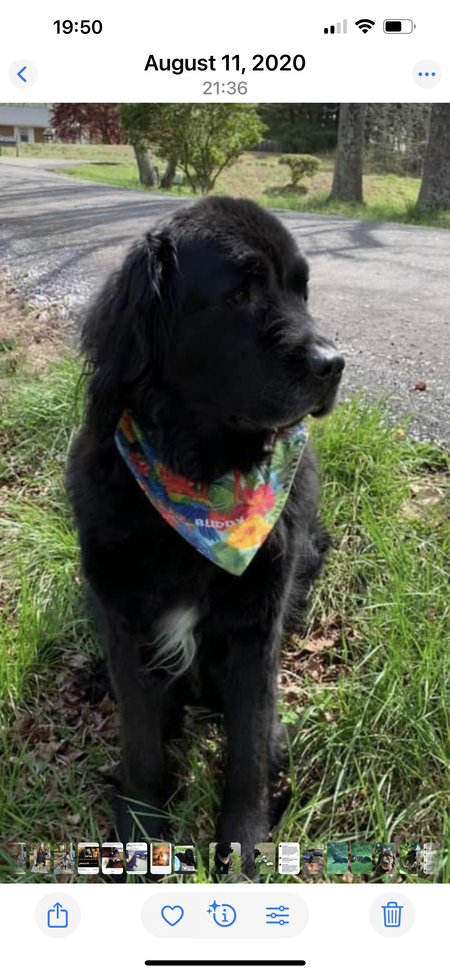 Entry image for Buddy. Clicking this image will show a larger photo