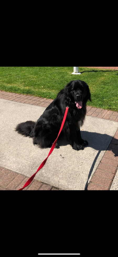 Entry image for Gus. Clicking this image will show a larger photo