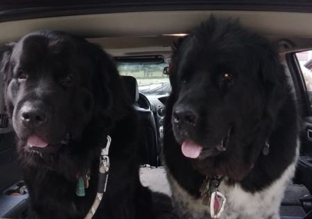 Entry image for Hanz and Belle. Clicking this image will show a larger photo