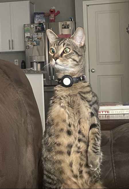 Patronthetripaw 