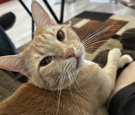 Raleigh Purrrum Caternational Hairport