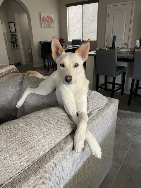 Bart
