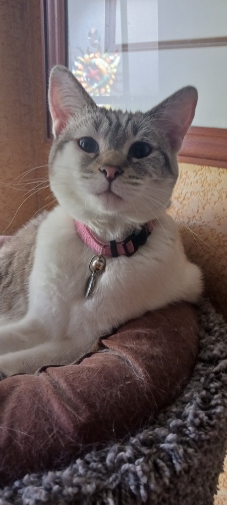 Sayuri