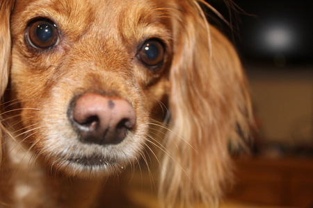 Penny