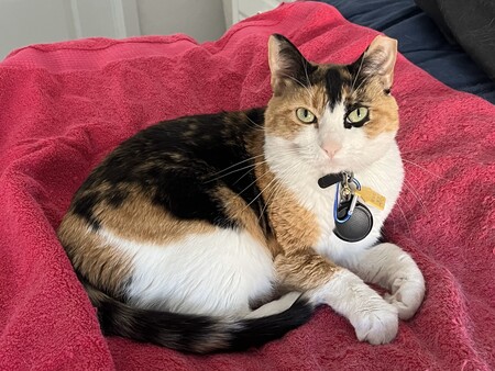 Callie