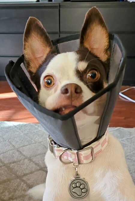 Mojo
