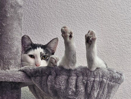 Junipurr