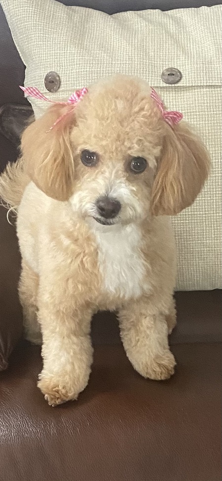 Snookie