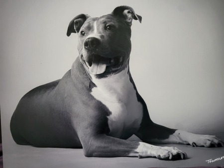 Diesel 