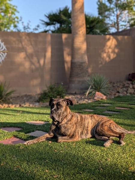 Rajah