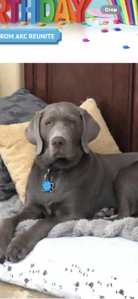Smokey