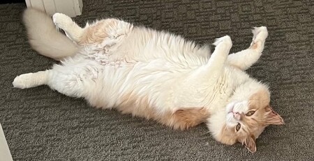 Odin