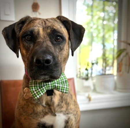 Roo