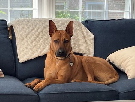 Hank
