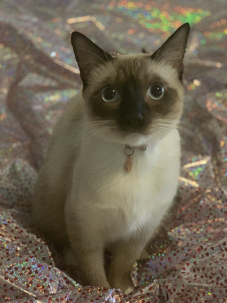 Tora