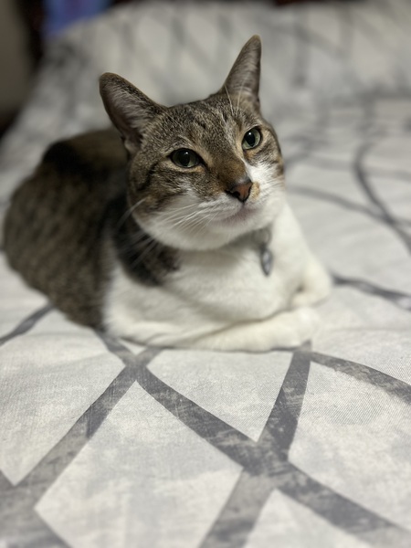 Koloa