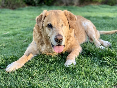 Ajax