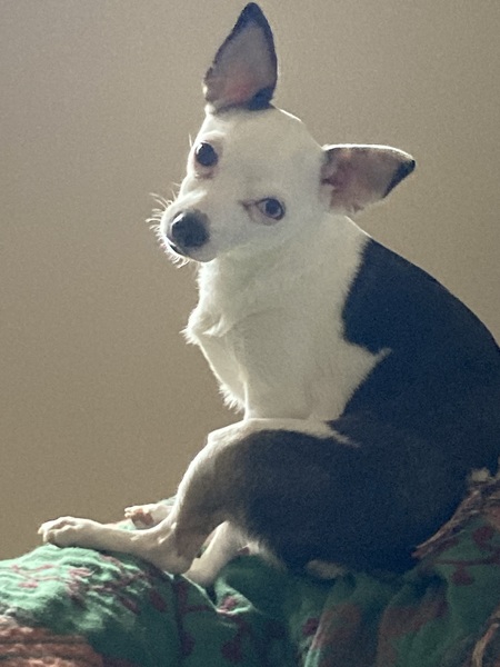 Ripley