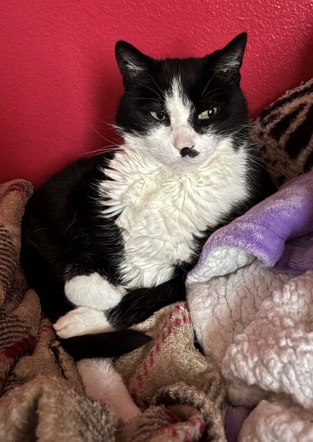 Oreo