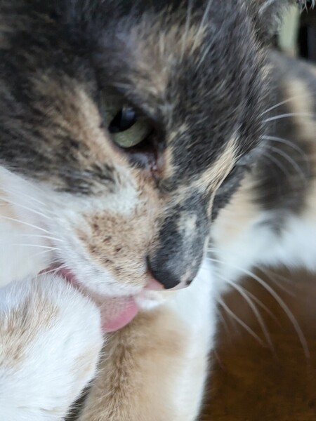 Abby