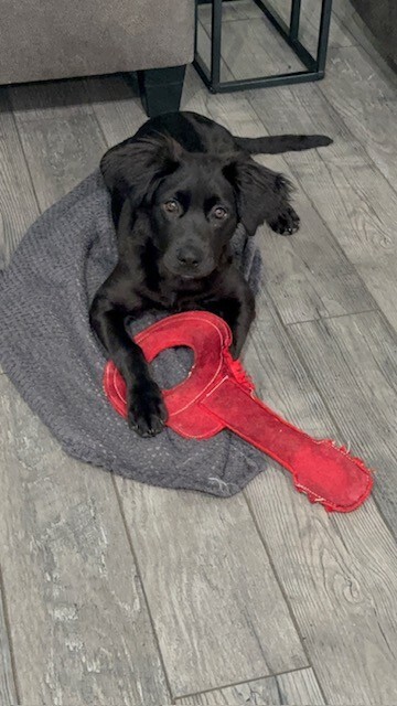 Nova