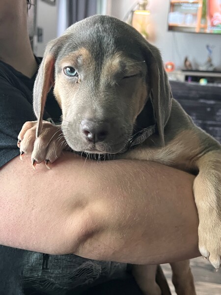 Duke