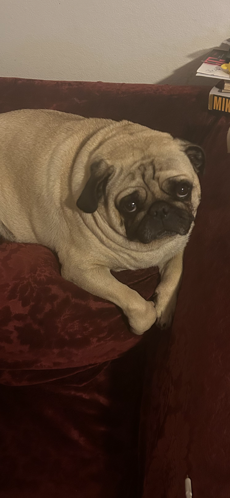 Gus 