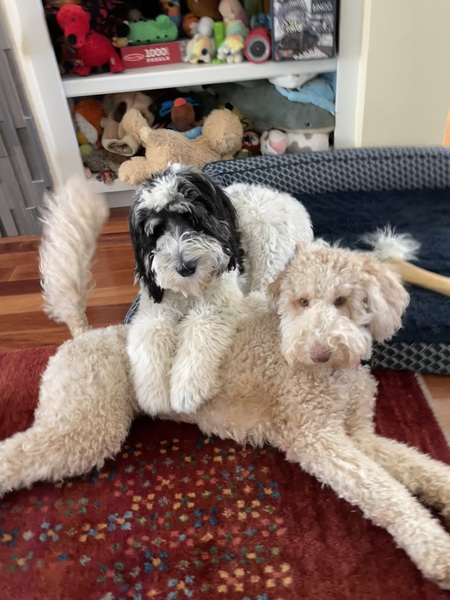 Navi and Koda