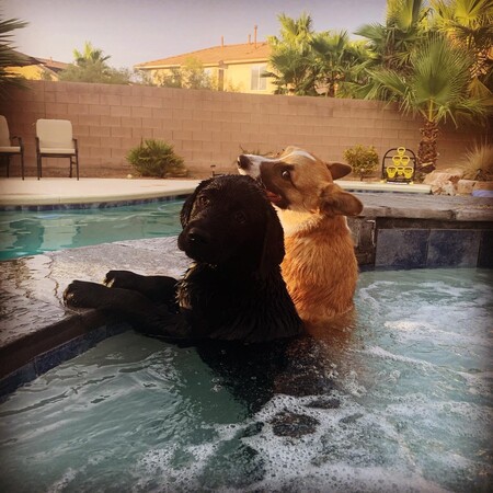 Barrett (Lab) Posey (Corgi) 
