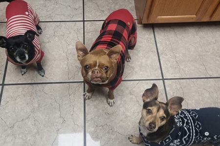 Molly, Meeka and Peanut