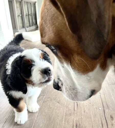 Cheif & Remi