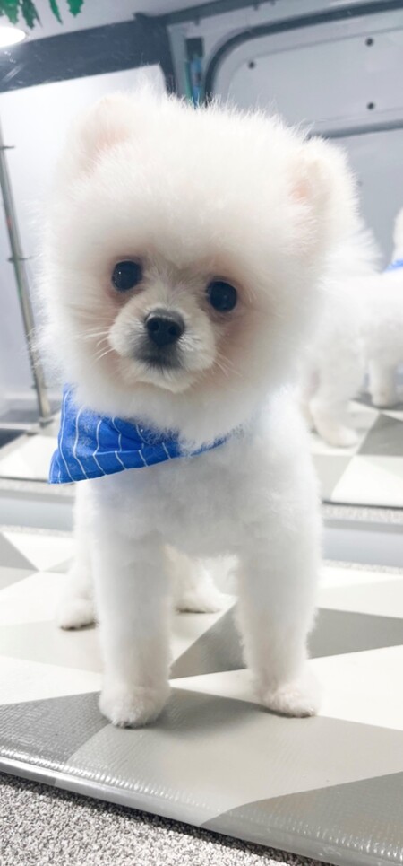iceey