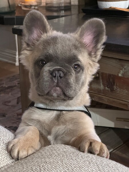 BaBu