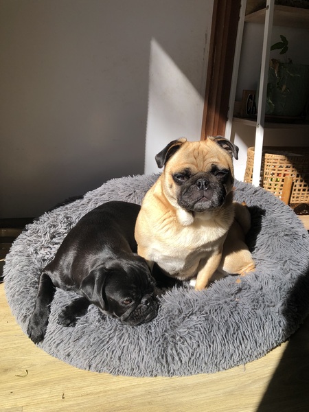 Charlie and Hugo