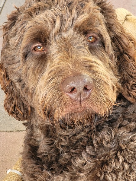 Tully Biscuit 