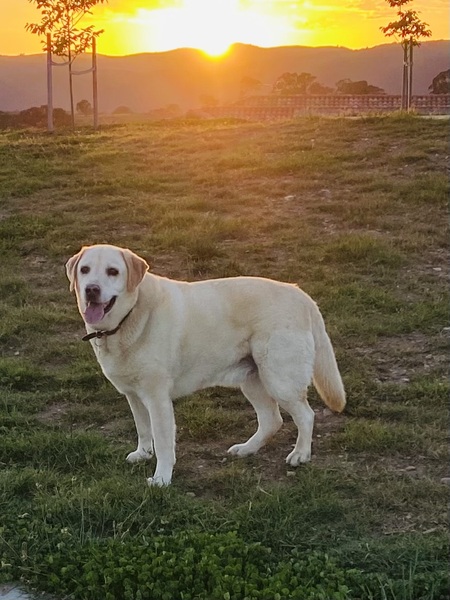 Oscar