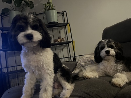 Sandy and Murphy