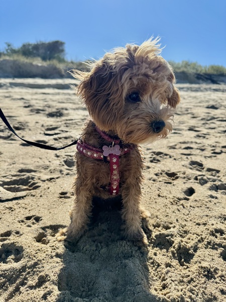 Millie 