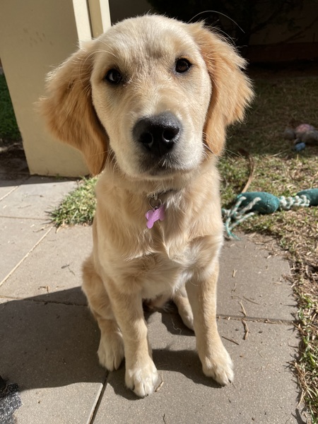 Miso