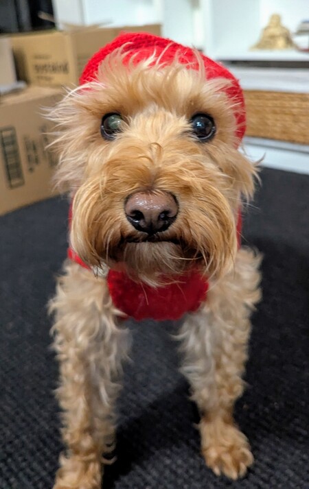 Ollie
