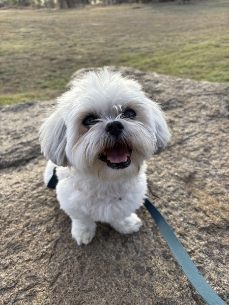 Gidget